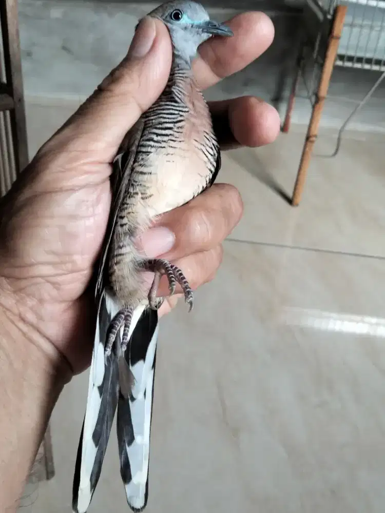 Perkutut katuranggan Rajeq wesi