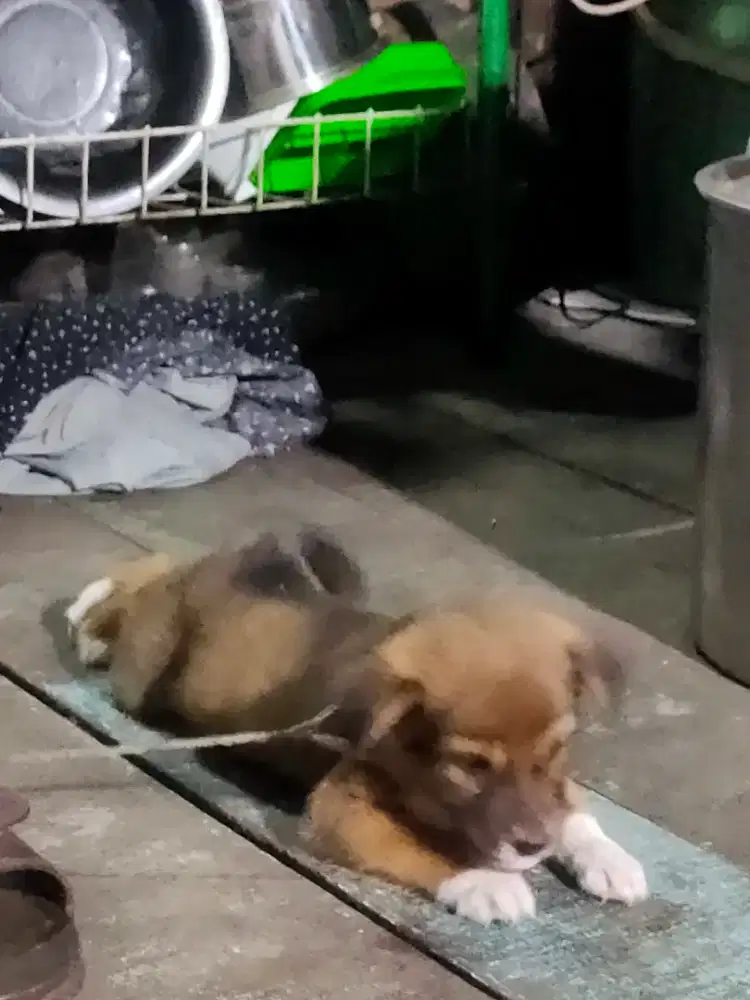 Anak anjing murah