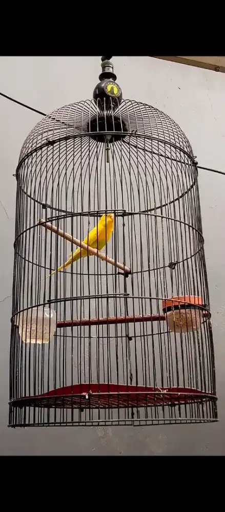 burung parkit + kandang