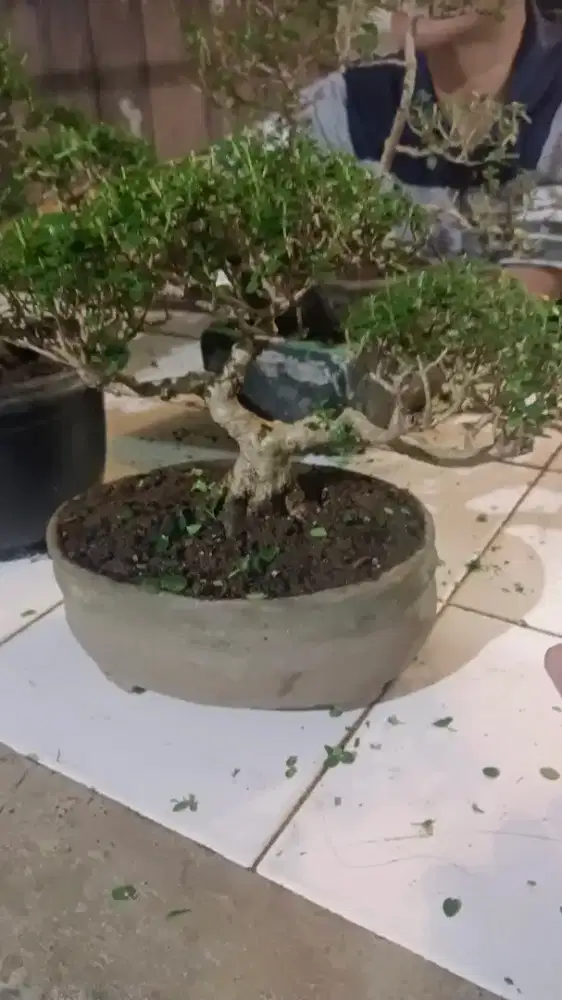 Bonsai sancang akar sudah pecah