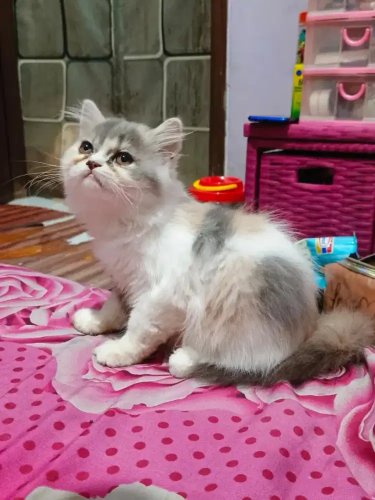 Kitten Persia 3.5 bulan