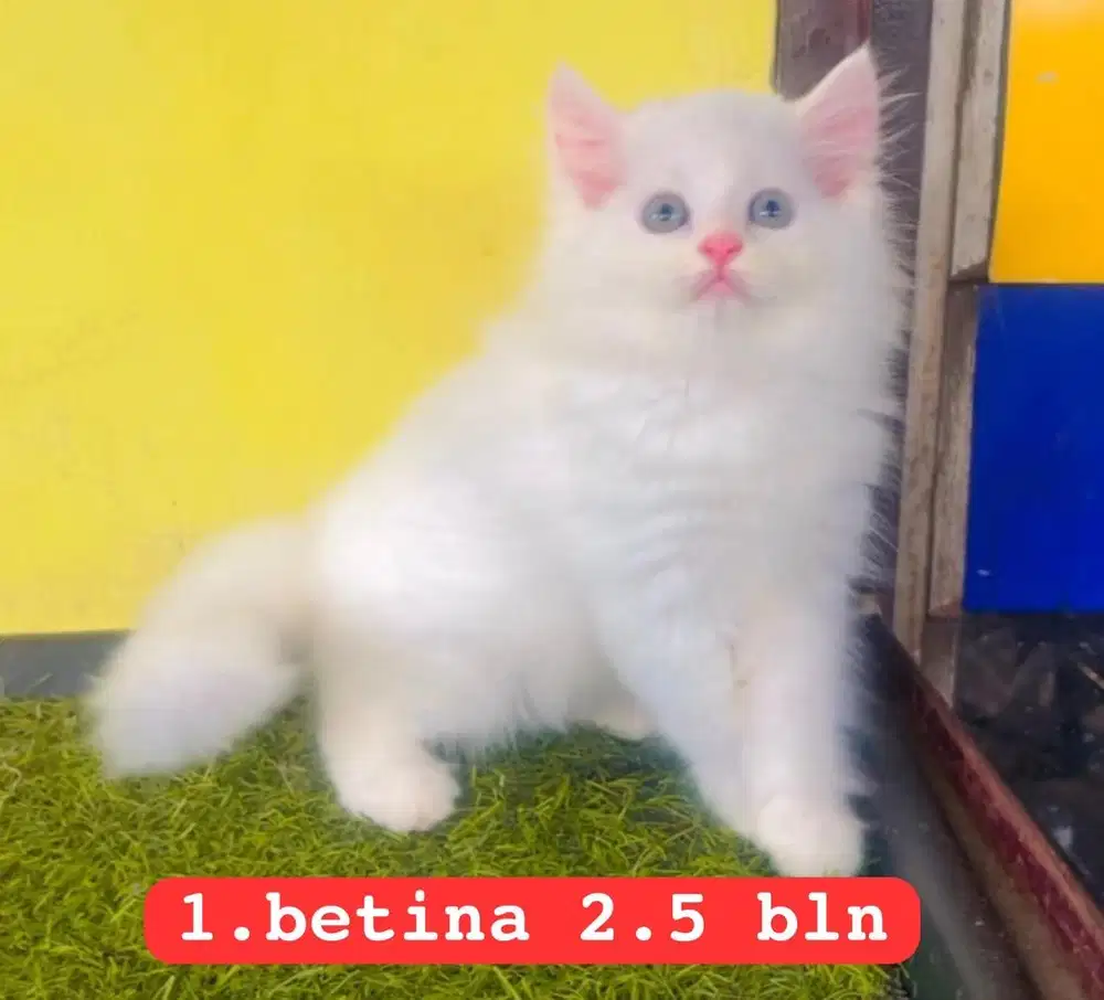 Kucing ras persia kitten betina 2.5 bln
