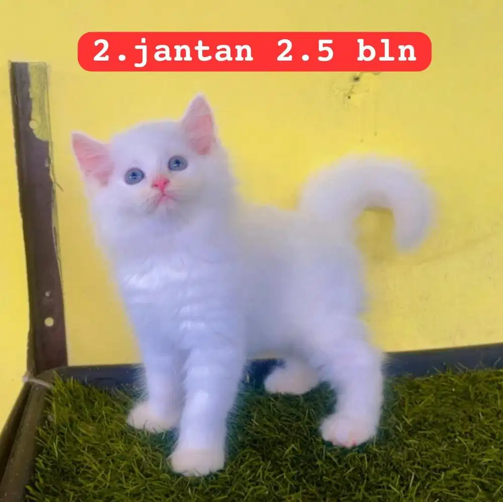 Kucing ras persia kitten jantan