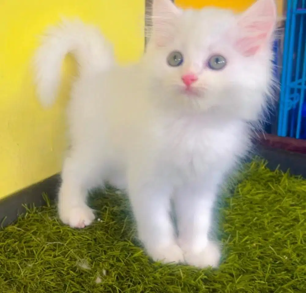 Kucing ras persia jantan 2.5 bln
