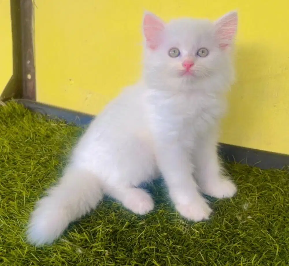 Kucint g ras persia kitten 2.5 bln