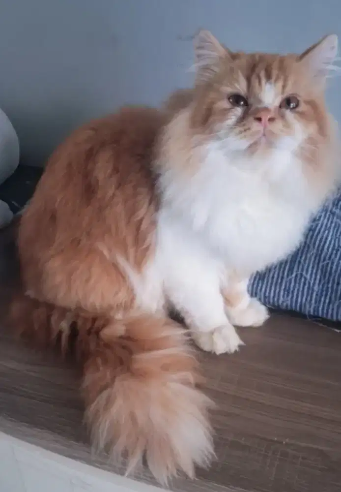 JUAL KUCING PERSIA FLAT NOSE 1,2jt