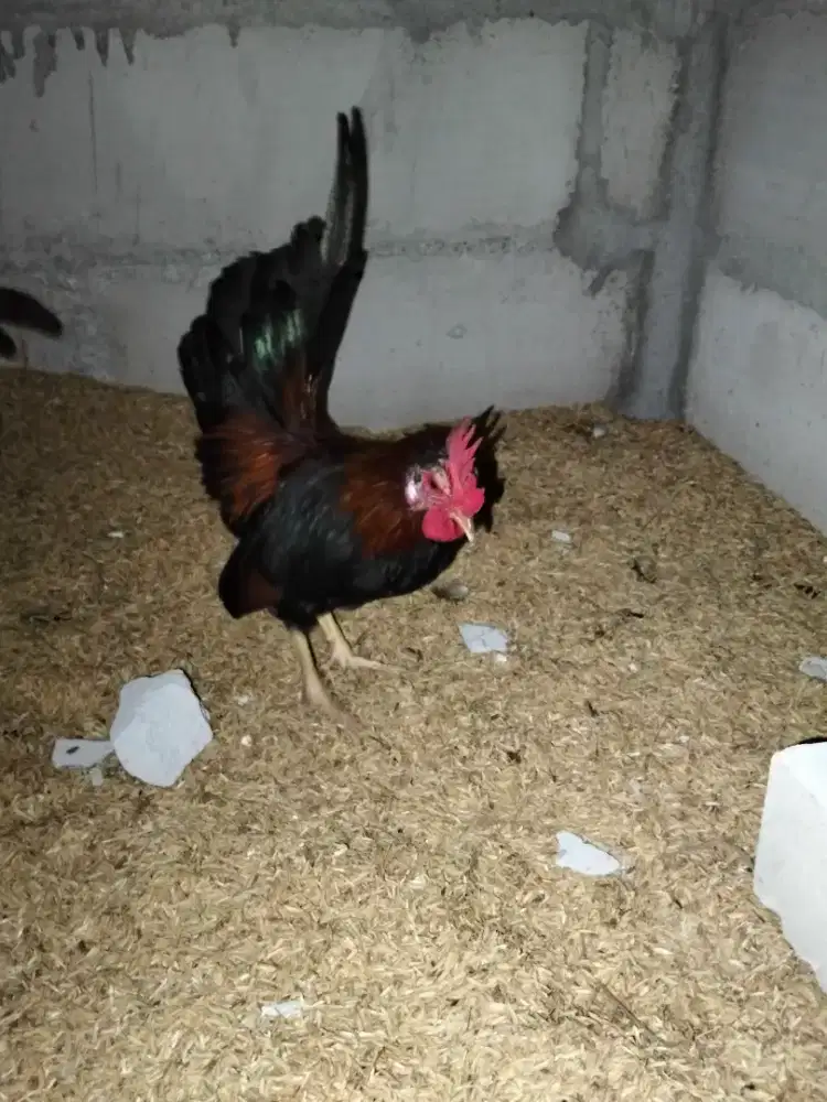 Ayam Jantan Serama
