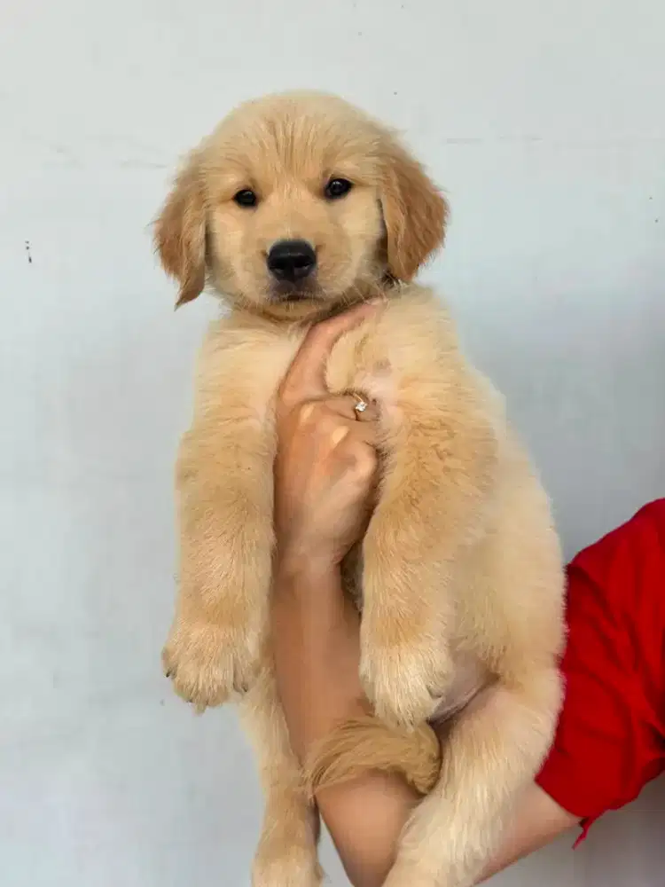 Anjing Golden Retriever original