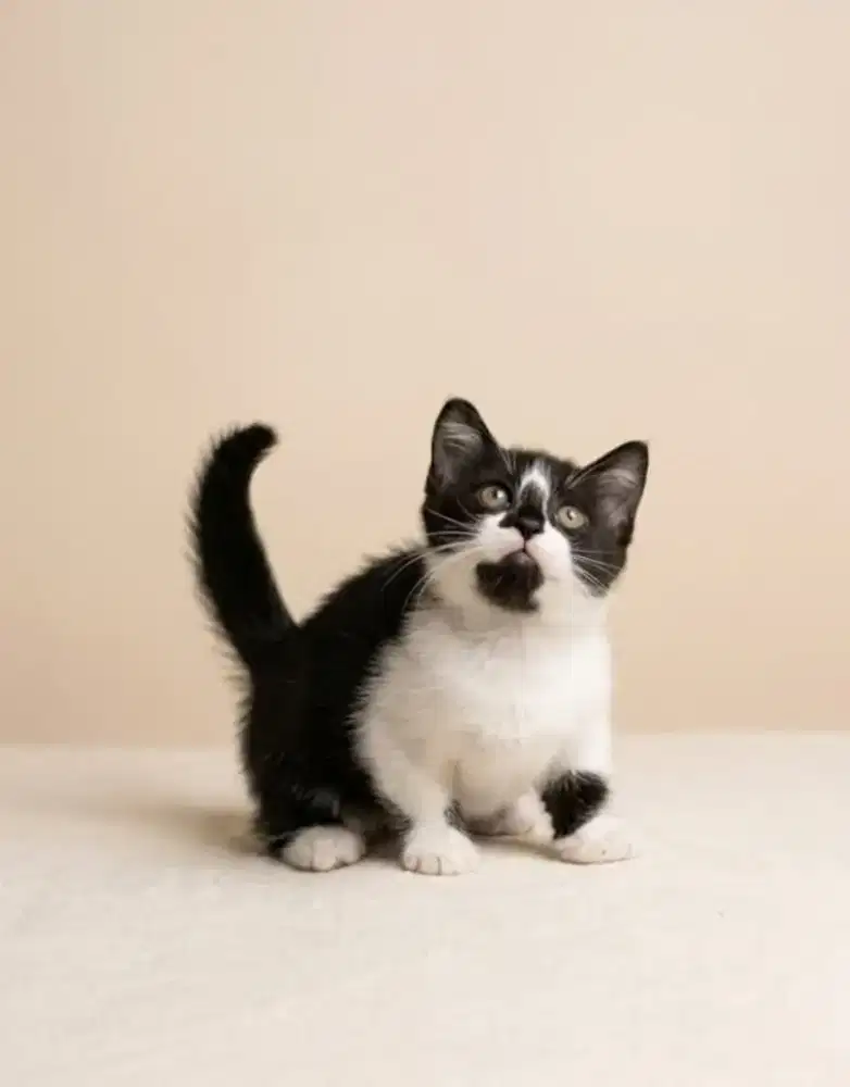 Munchkin BSH Kitten Jantan