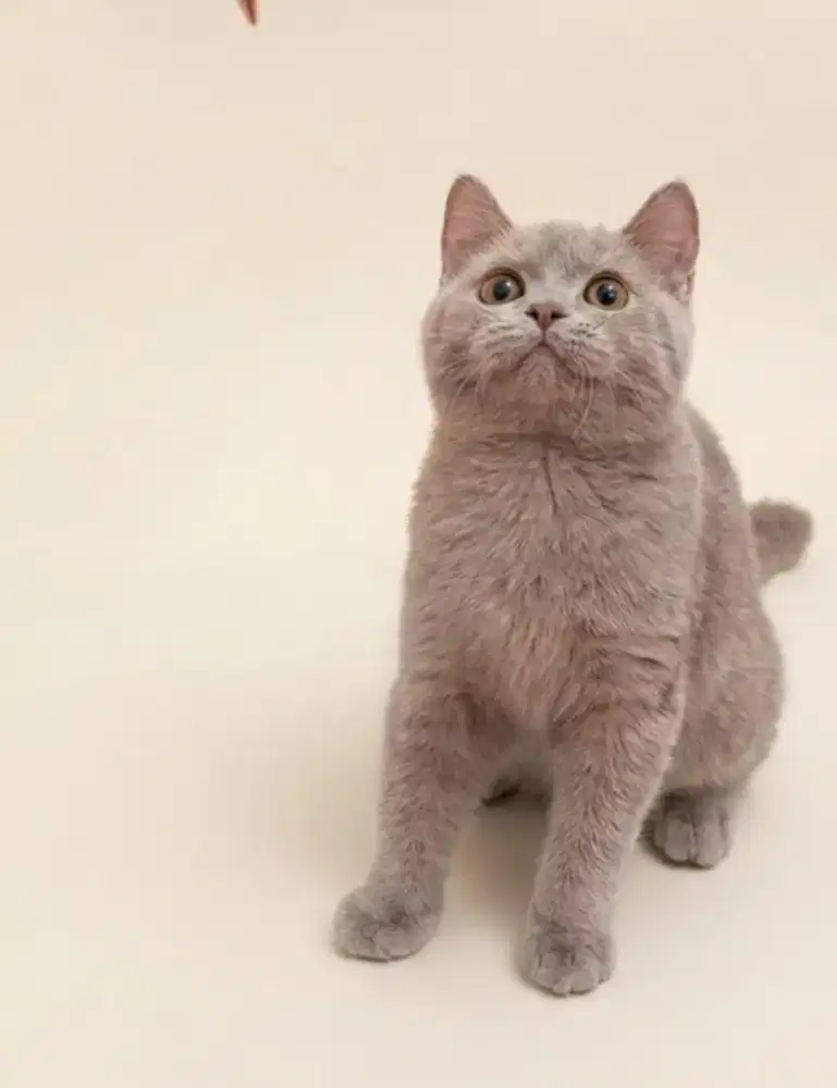 BSH Lilac Line Import Jantan