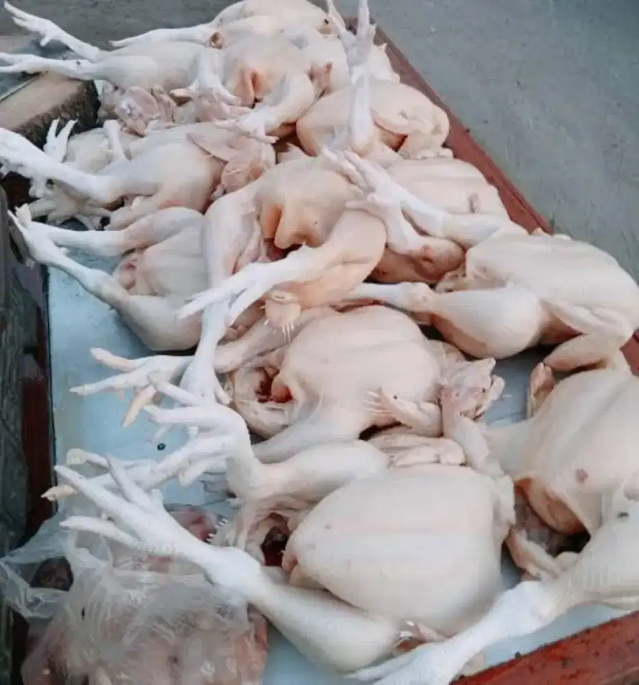 Ayam potong fresh segar utuh dengan dalaman