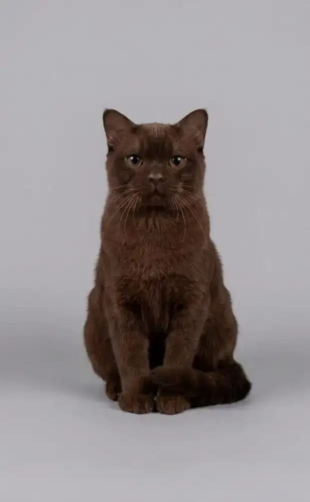 BSH Choco Carier Cinnamon Male