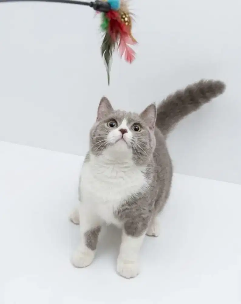 BSH Bico Fawn Line Import Carier Cinnamon Female