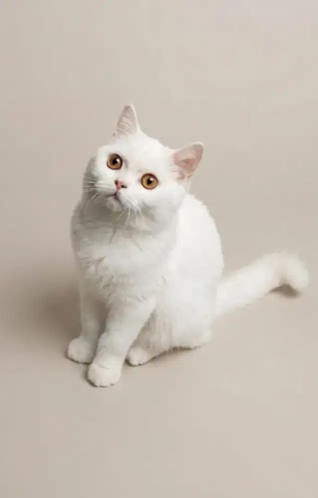BSH White Solid Female
