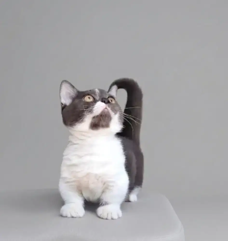 Munchkin BSH Bico Black Betina