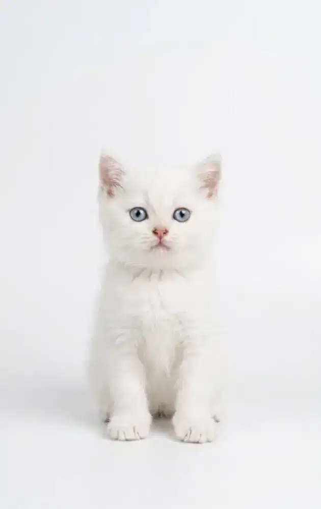 BSH White Solid Male