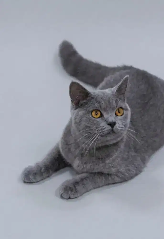 BSH Blue Line Import Male