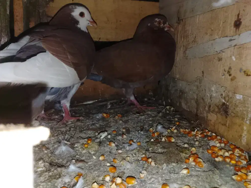 Di jual Merpati kolong