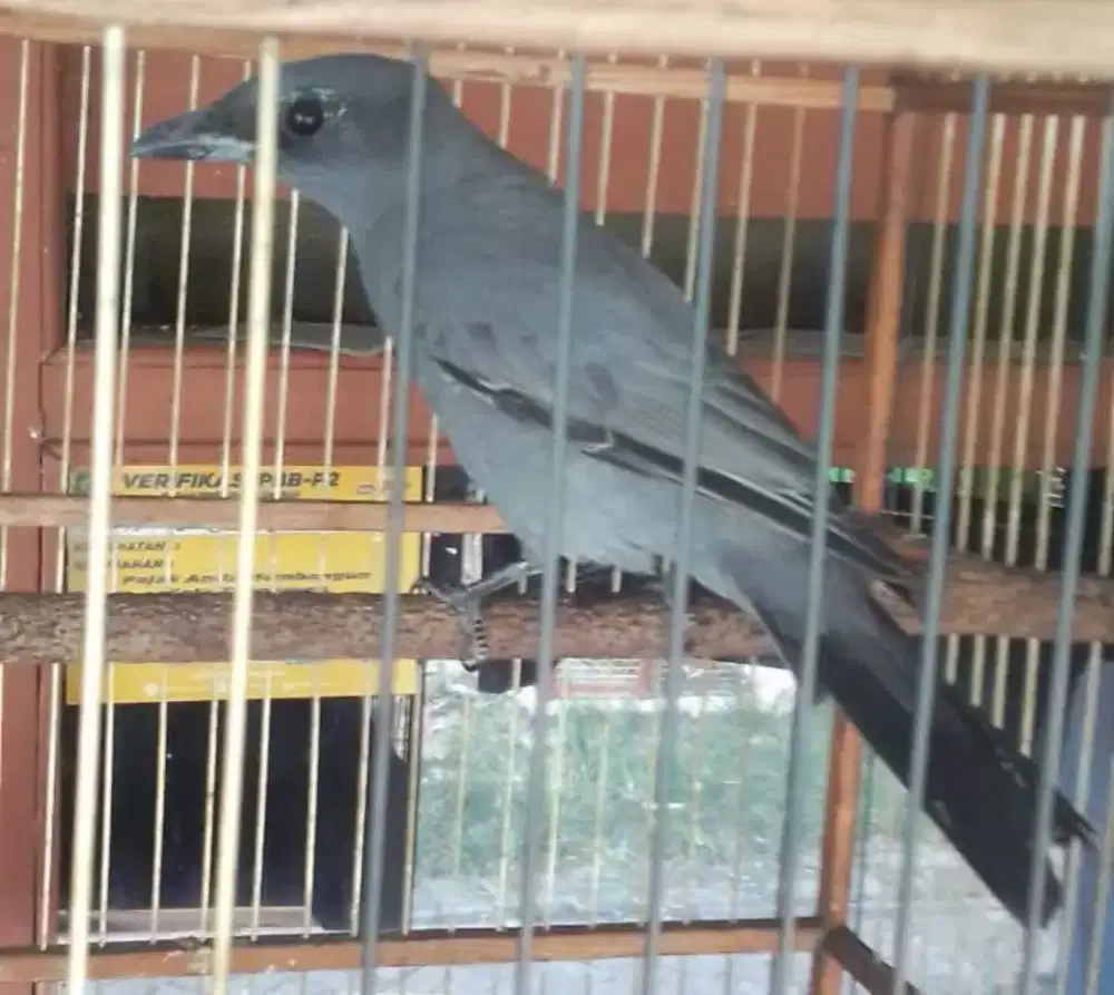 PODANG SUNGU LANGKA USIA MAPAN HARIAN BRISIK 1 JUTA BUAT KOLKSI/AVIARI