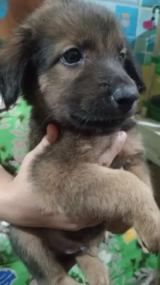 Jual anak anjing  usia 2 bulan