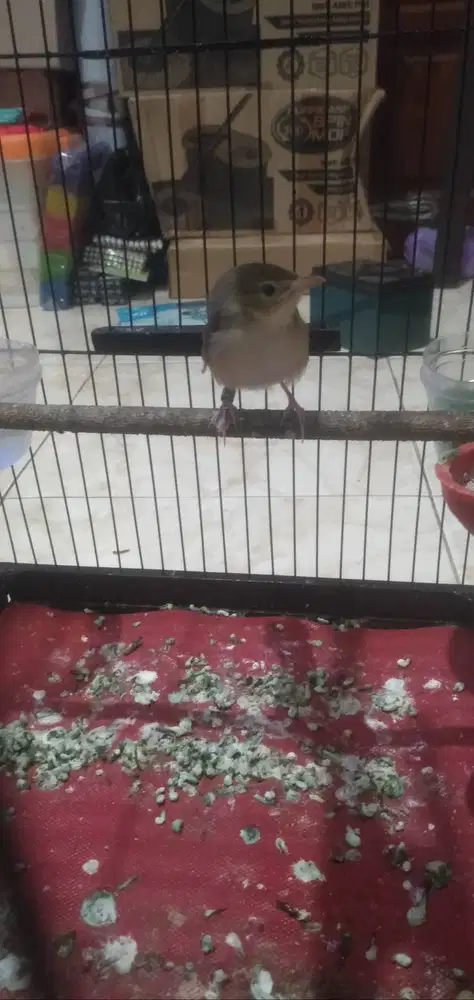 Burung Cigun Mandiri