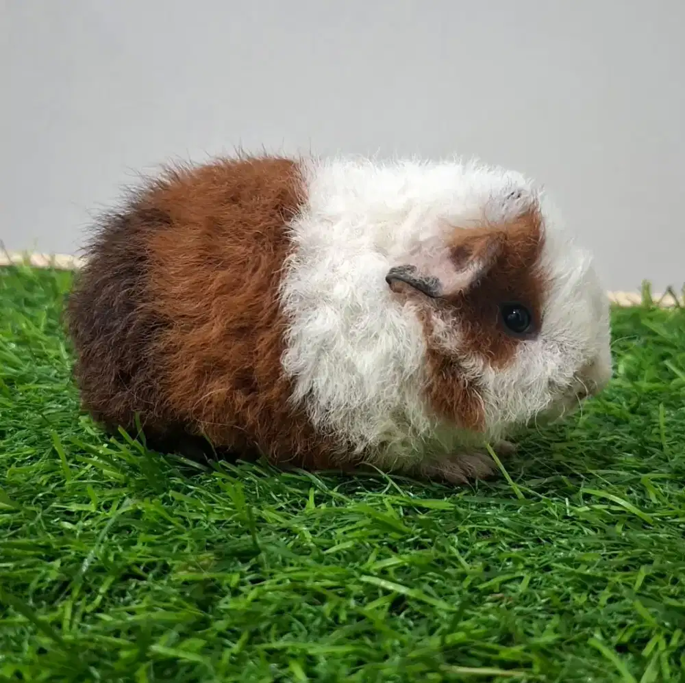 Guinea pig / marmut