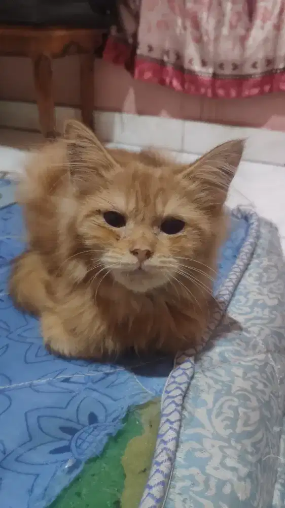 Lepas adob Oren jantan