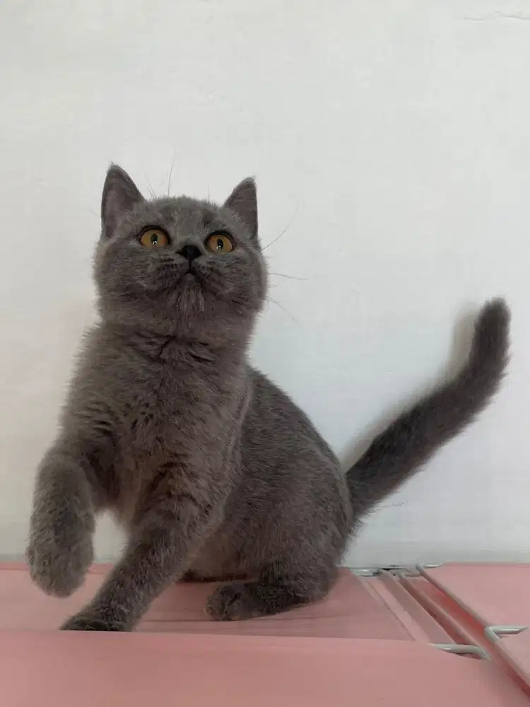 Kitten British Shorthair Betina 3 Bulan
