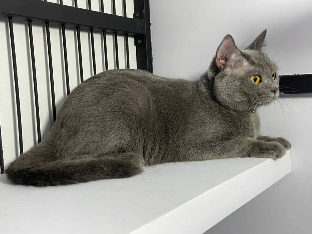 BSH British Shorthair Indukan Betina Proven