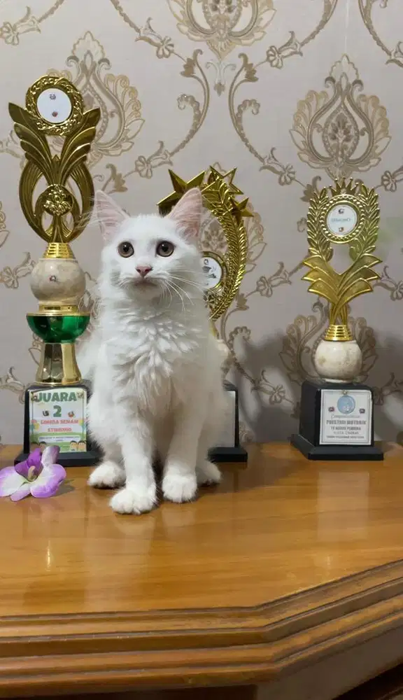Persia Medium Proses Recovery Bulu