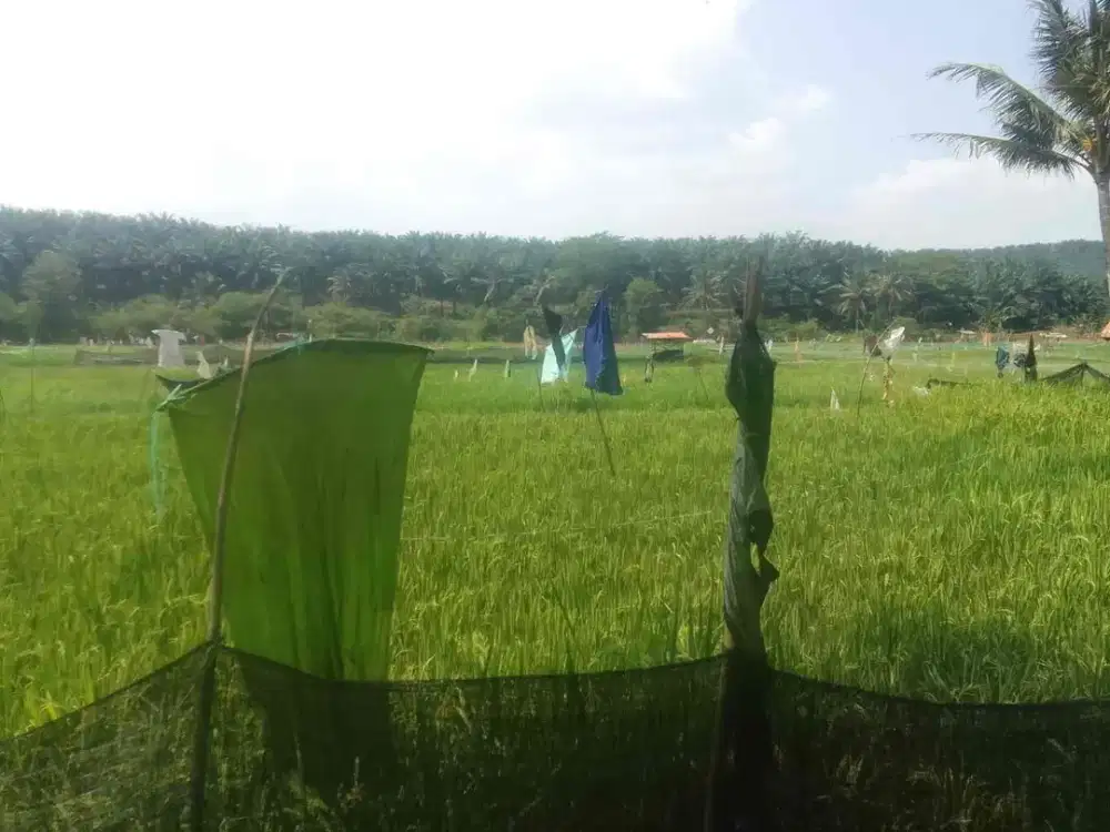 JUAL TANAH MURAH DAN STRATEGIS DI KECAMATAN RANCA BUNGUR BOGOR