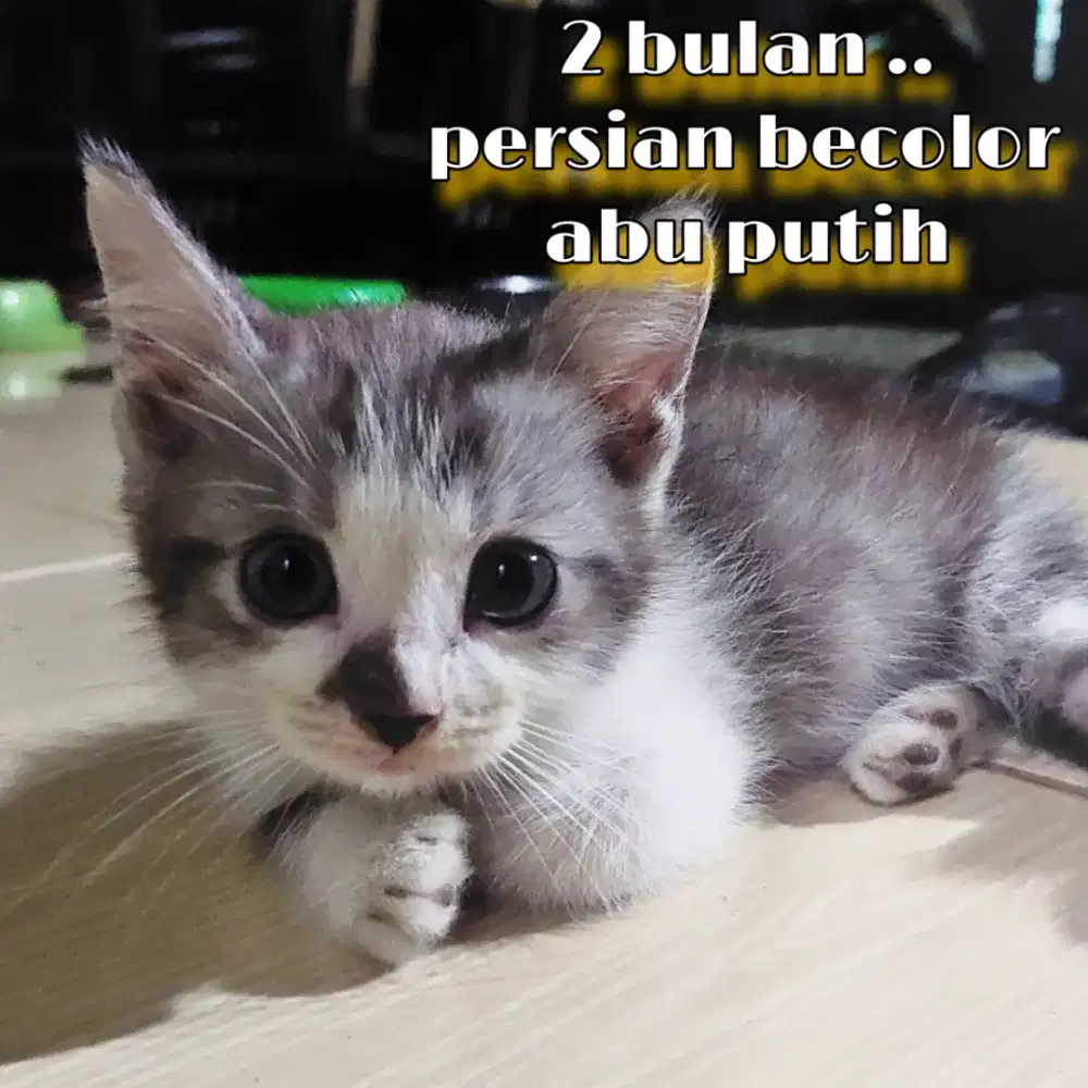 La kucing persia becolor