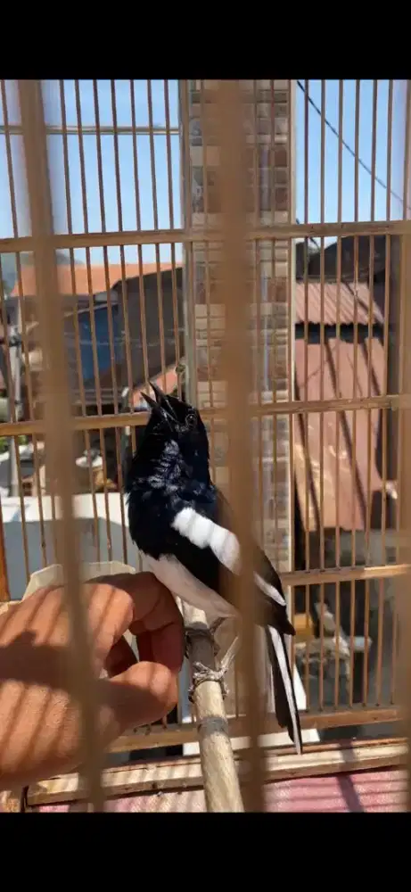 Burung kacer priangan ( Jawa Barat)