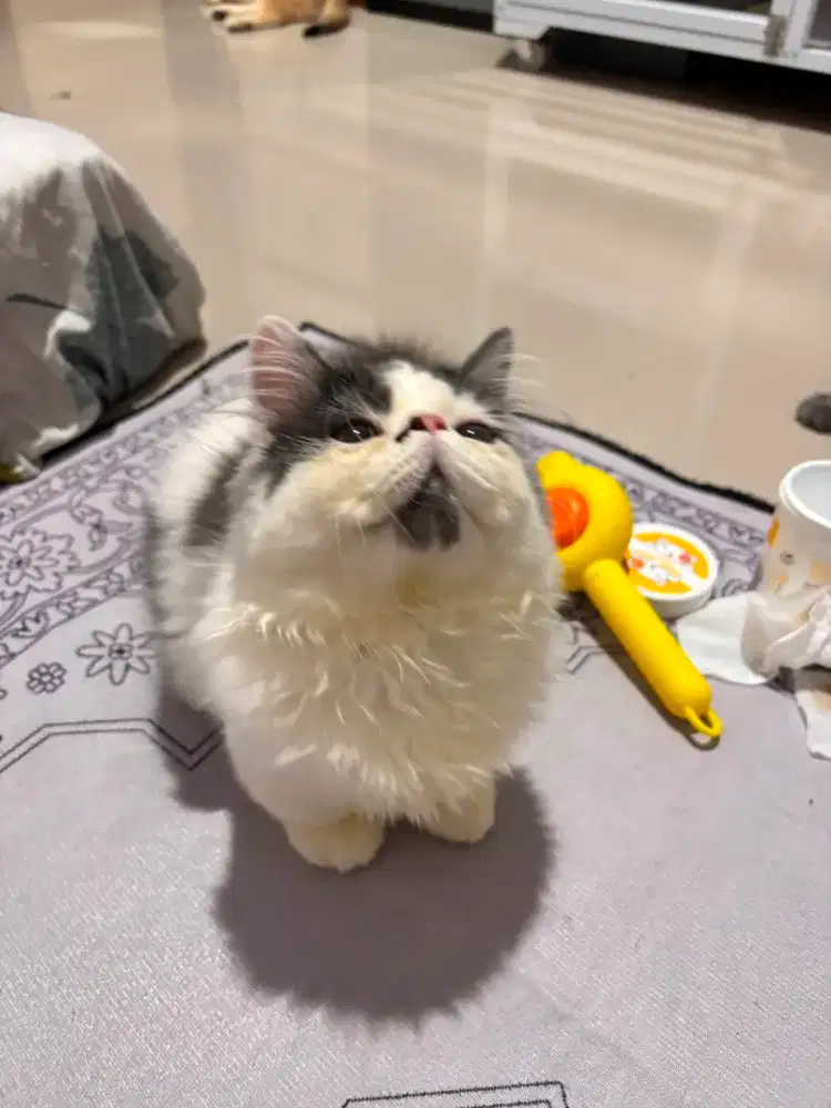 Lepas adopt kitten persia jantan longhair munchkin 4 bulan