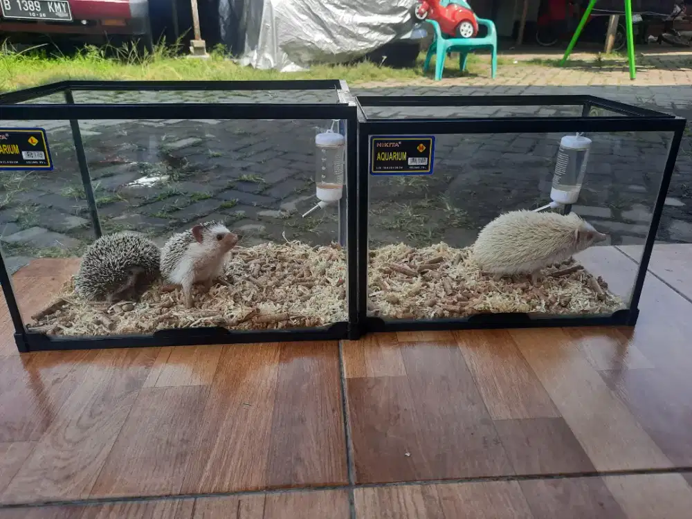 Landak Mini 3 Ekor Indukan & Remaja