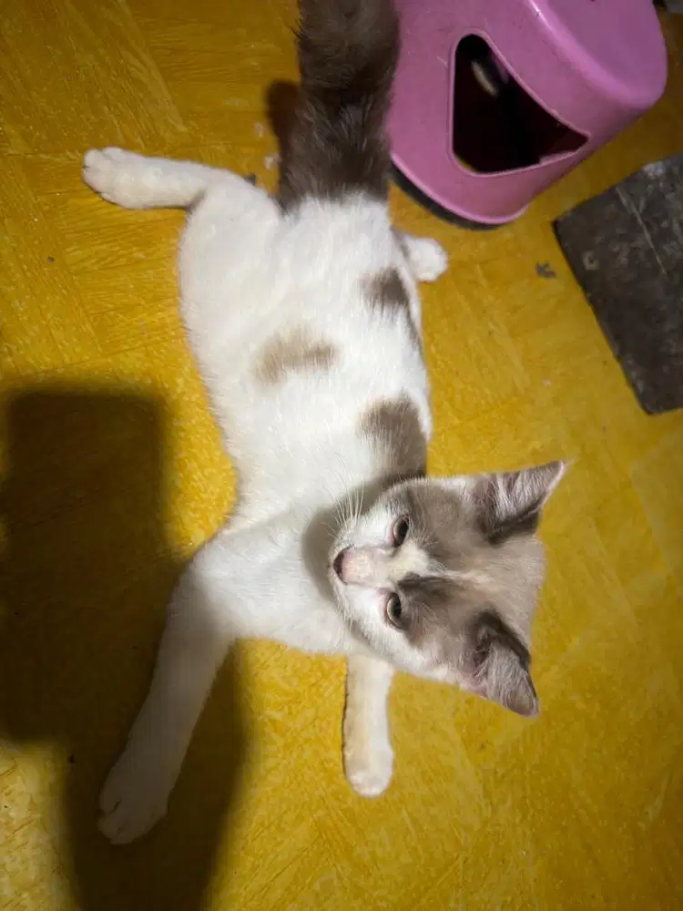 Kucing persia anggora