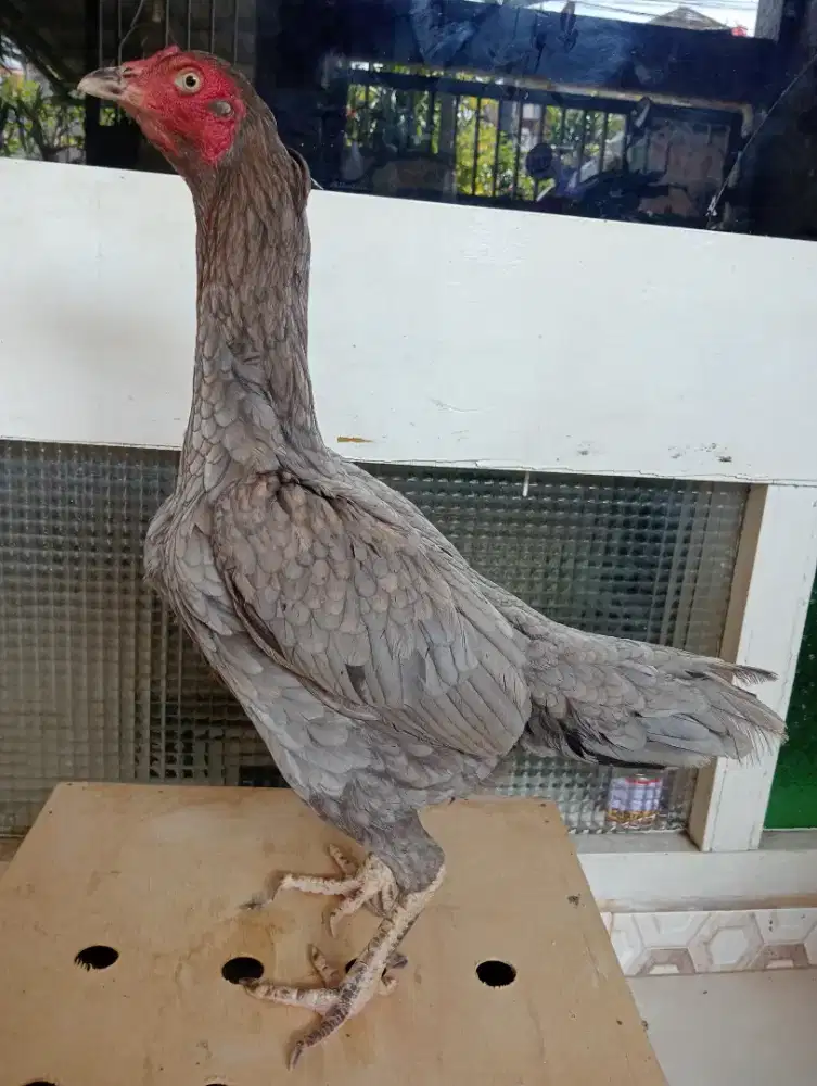 Ayam betina bangkok Mangon pkul keras
