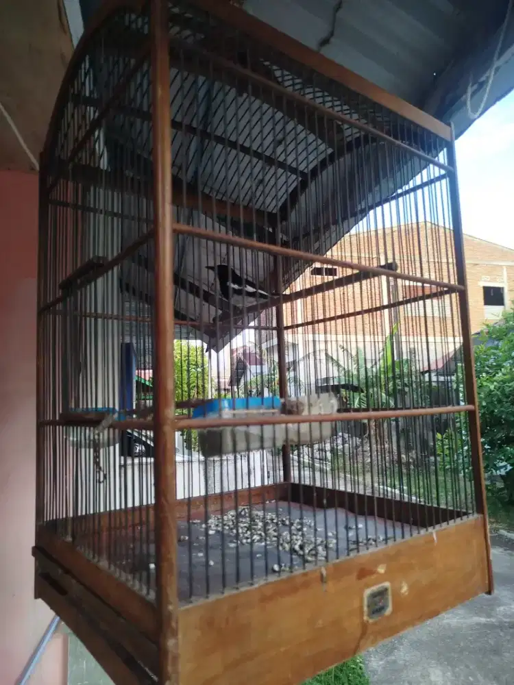 Burung Kacer Rawatan