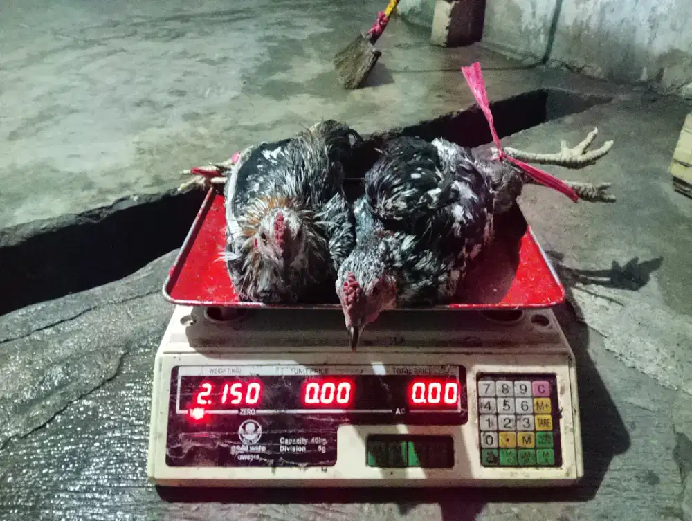 Ayam Kampung 2ekor