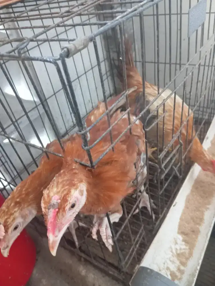 Dijual ayam pejantan Elba