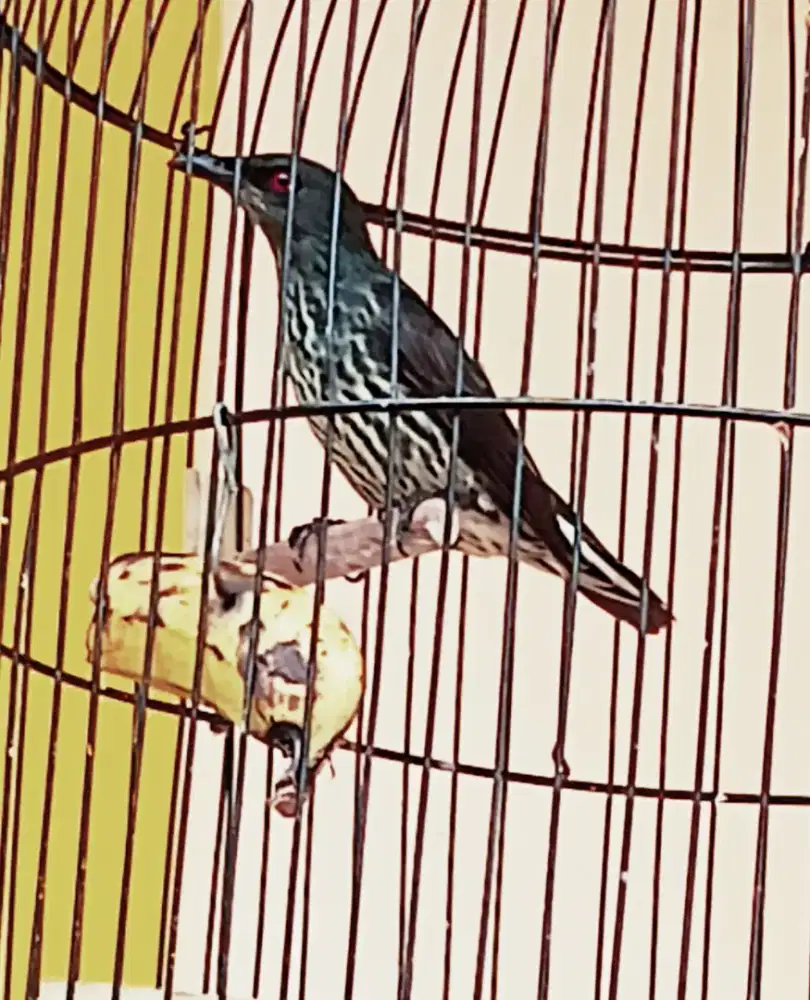 Burung Cak keling