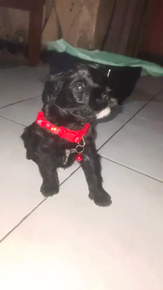 Anak anjing snouzer mixx poddle