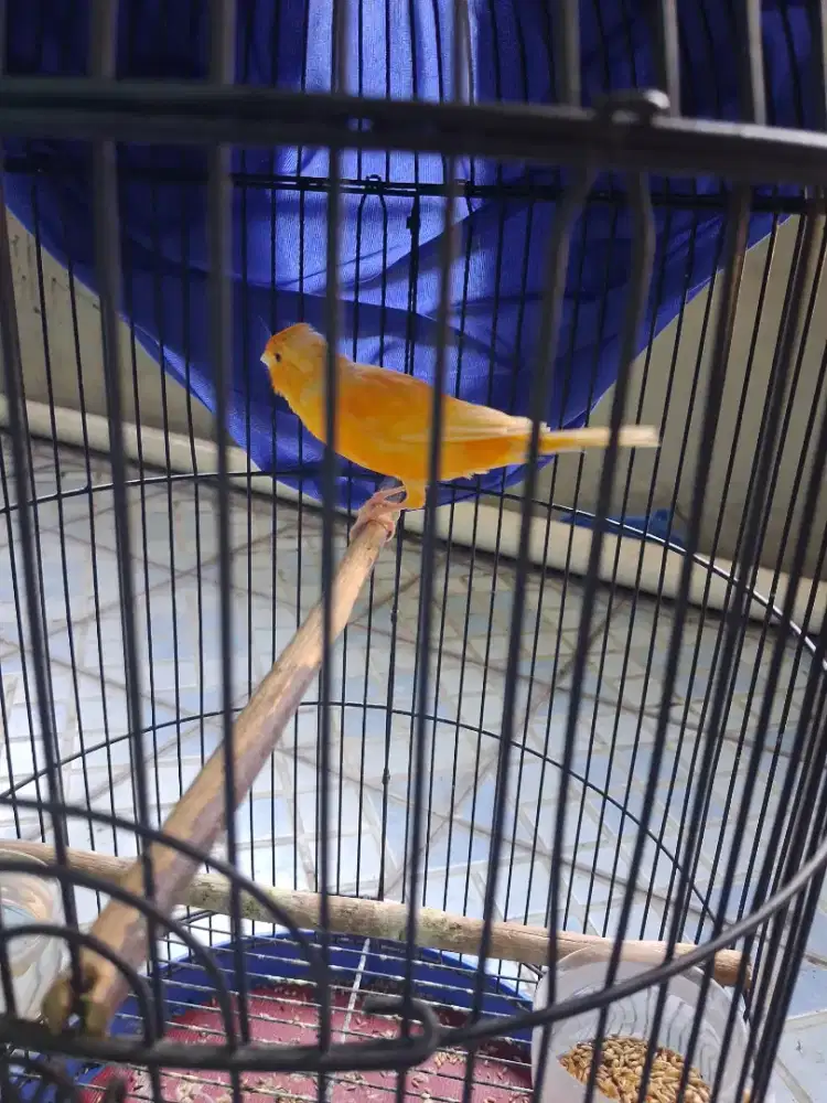 Burung kenari lover fulset