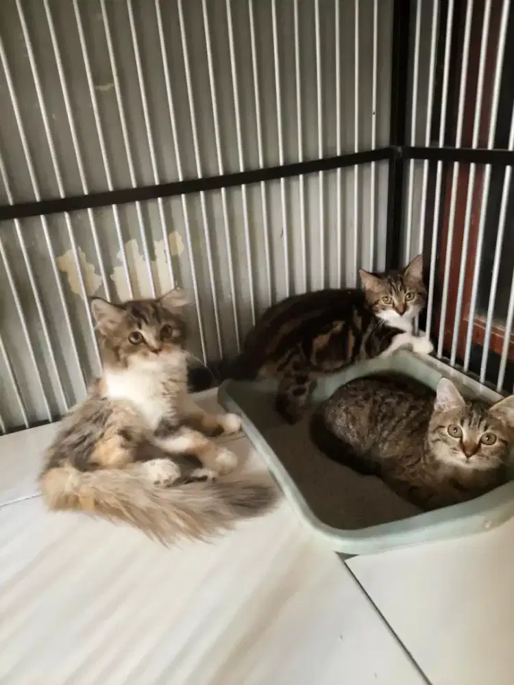 Persia dan marble 3 bulan