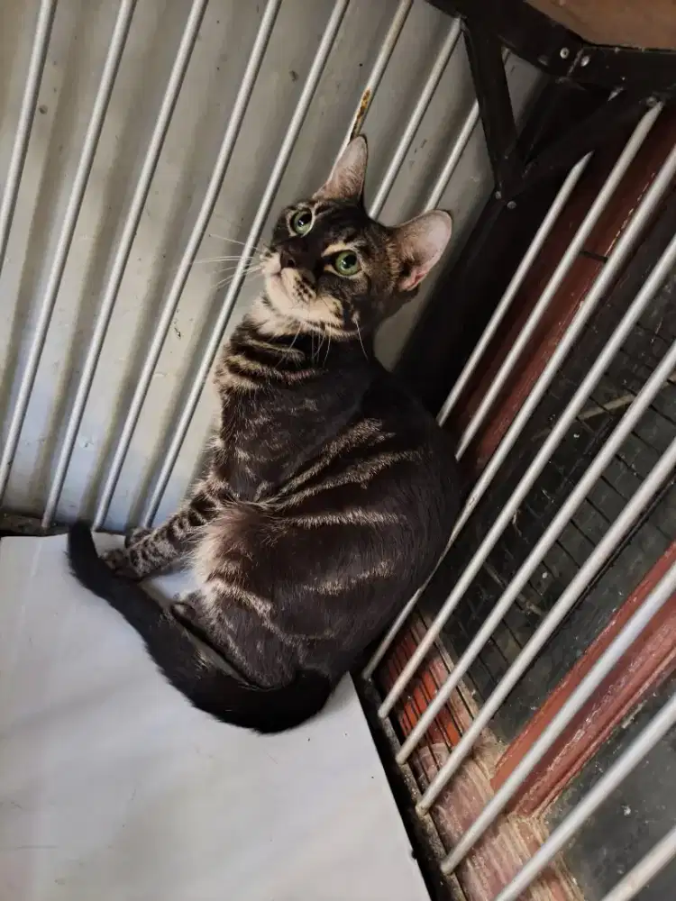 Kucing B E N G E L sheeted betina 7 bulan