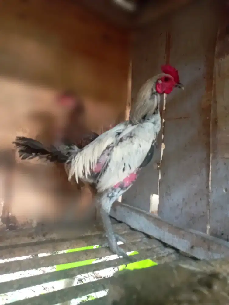 Ayam bangkok jago tinggi 5 bulanan