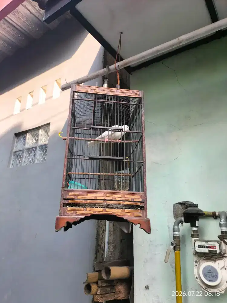 burung puter putih, ful set