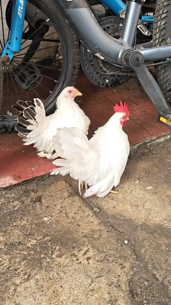 Ayam kate chabo sepasang