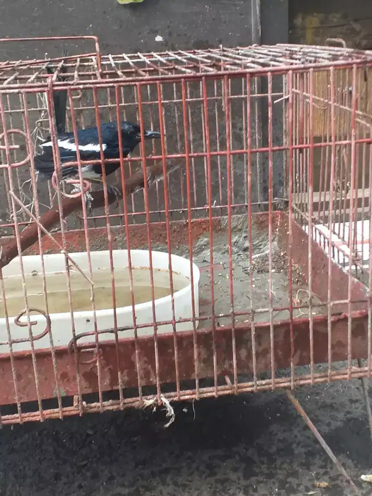 Kacer dada putih usia matang