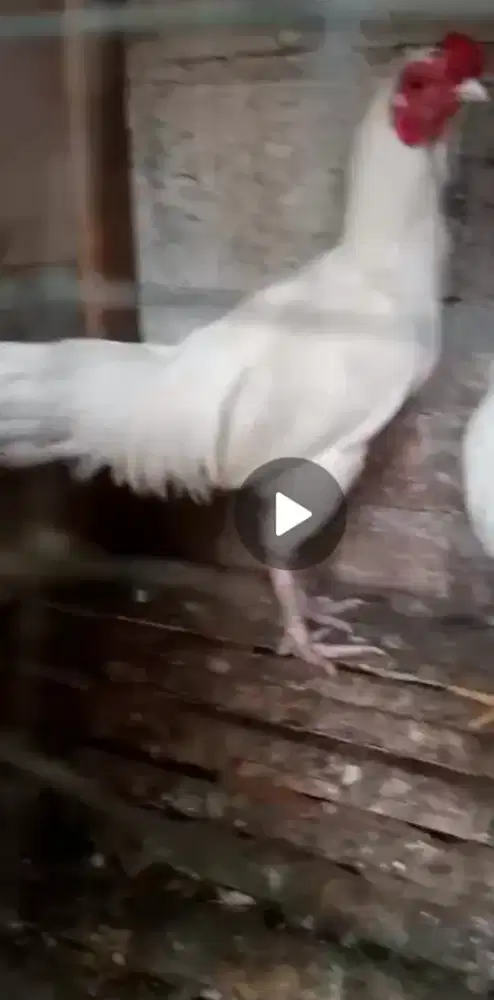 Dijual ayam putih polos